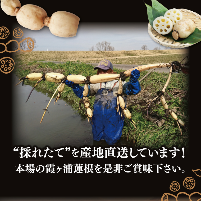 【特選】ふなしま蓮根（2kg箱）| 老舗産地 レンコン 希少品種 れんこん 柔らかい 産地直送（82-02）
