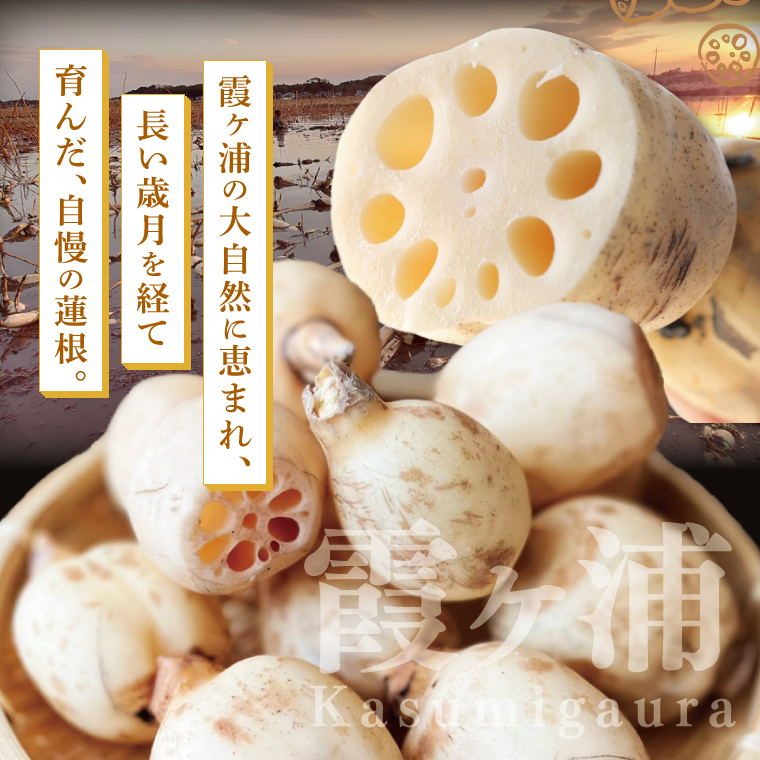 【特選】ふなしま蓮根（2kg箱）| 老舗産地 レンコン 希少品種 れんこん 柔らかい 産地直送（82-02）