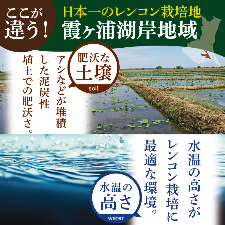 【特選】ふなしま蓮根（4kg箱）3～6本｜レシピ 高品質 幻の蓮根 老舗 希少品種 柔らかい (82-01-1)