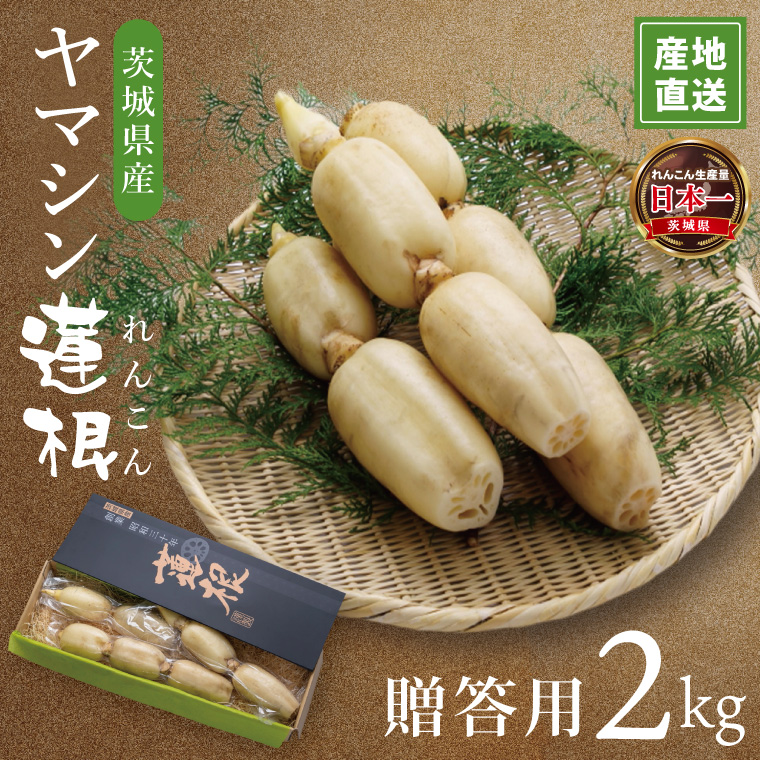 ヤマシン蓮根　贈答用2kg|レンコン 贈答 プレゼント 食物繊維 新鮮 シャキシャキ  茨城県 阿見町 （98-01）