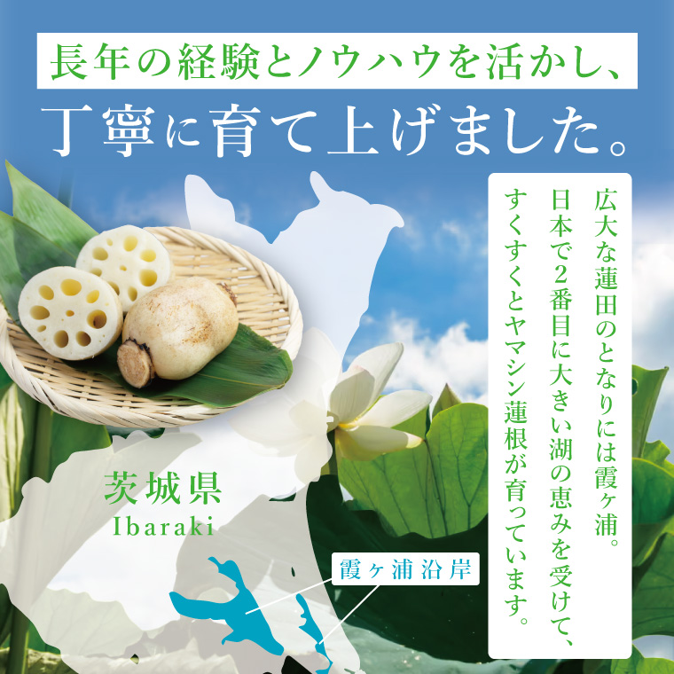 ヤマシン蓮根　贈答用2kg|レンコン 贈答 プレゼント 食物繊維 新鮮 シャキシャキ  茨城県 阿見町 （98-01）