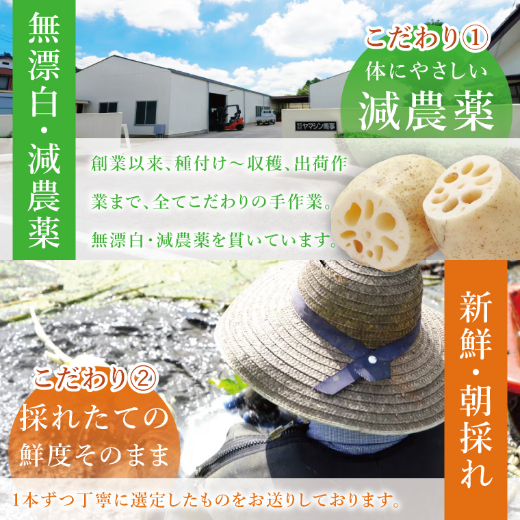 ヤマシン蓮根　贈答用2kg|レンコン 贈答 プレゼント 食物繊維 新鮮 シャキシャキ  茨城県 阿見町 （98-01）