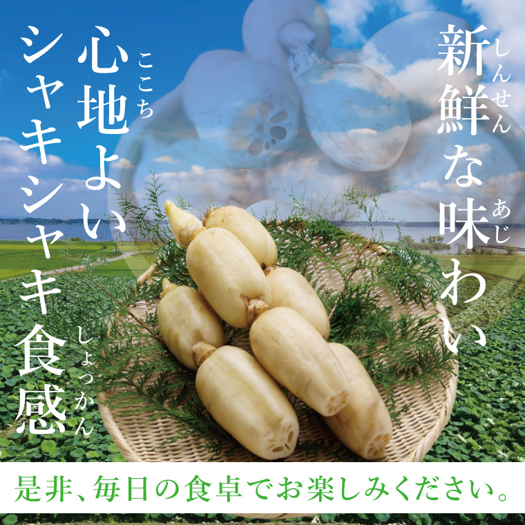 ヤマシン蓮根　贈答用2kg|レンコン 贈答 プレゼント 食物繊維 新鮮 シャキシャキ  茨城県 阿見町 （98-01）
