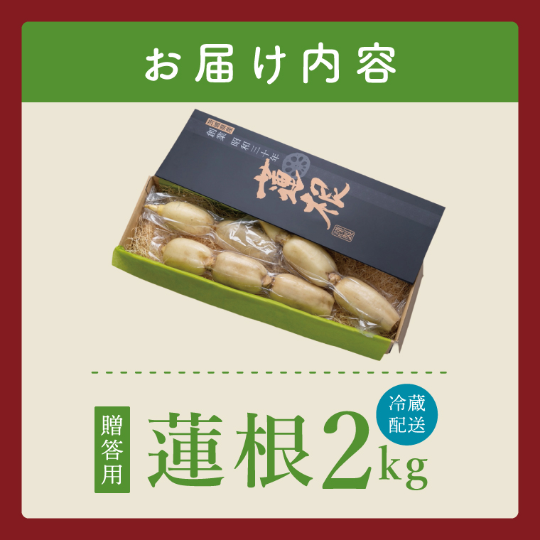 ヤマシン蓮根　贈答用2kg|レンコン 贈答 プレゼント 食物繊維 新鮮 シャキシャキ  茨城県 阿見町 （98-01）