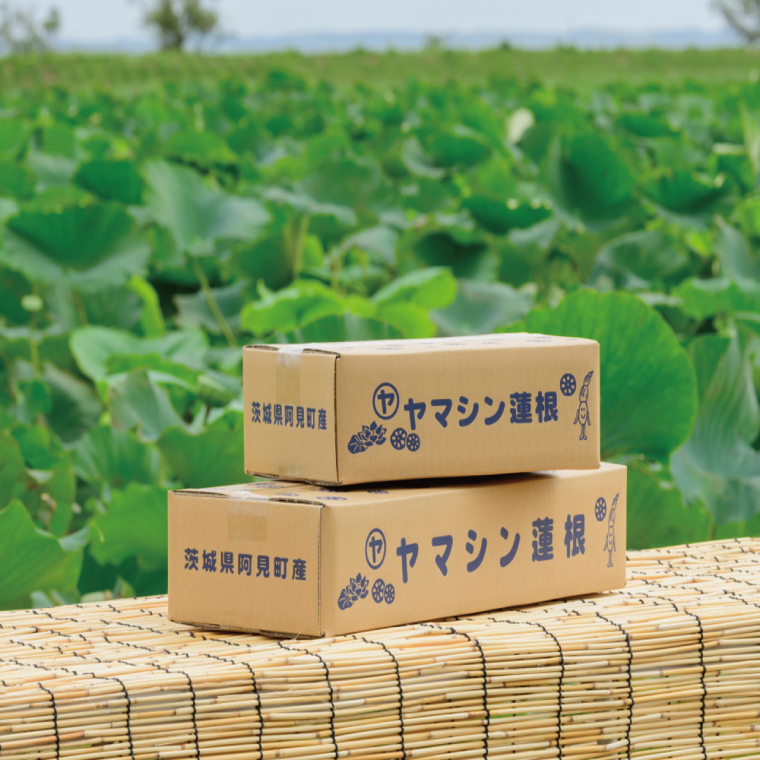 ヤマシン蓮根　贈答用2kg|レンコン 贈答 プレゼント 食物繊維 新鮮 シャキシャキ  茨城県 阿見町 （98-01）