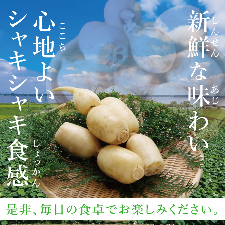 ヤマシン蓮根　１kg|レンコン  食物繊維 新鮮 シャキシャキ  茨城県 阿見町（98-02）