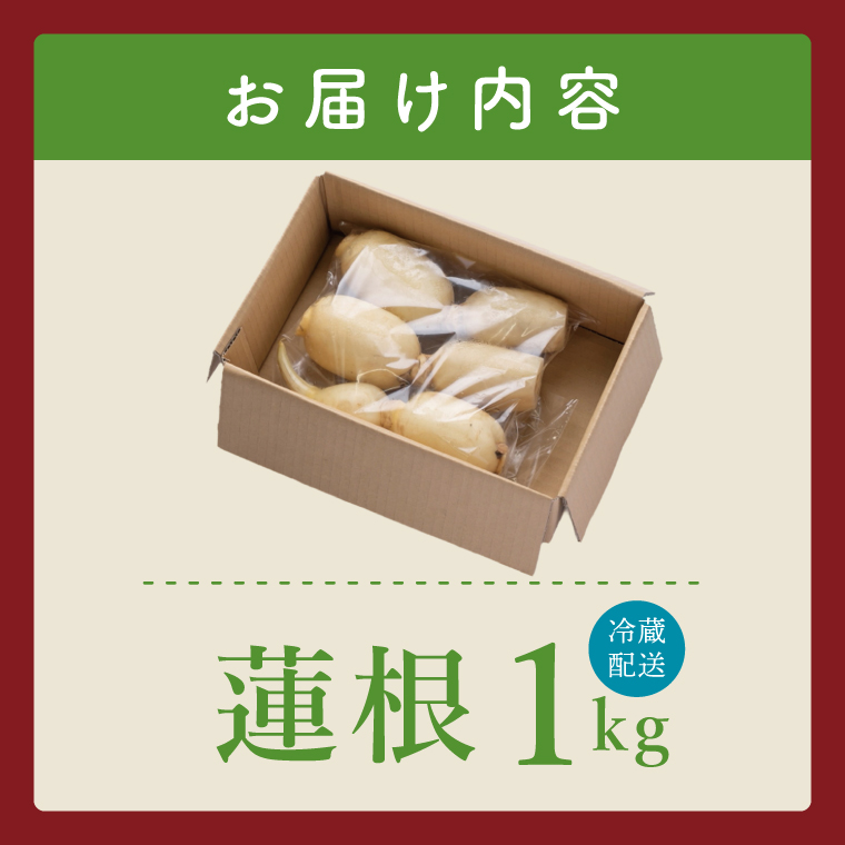 ヤマシン蓮根　１kg|レンコン  食物繊維 新鮮 シャキシャキ  茨城県 阿見町（98-02）
