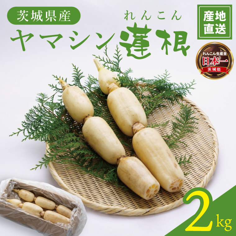 ヤマシン蓮根 2kg|レンコン  食物繊維 新鮮 シャキシャキ  茨城県 阿見町（98-03）
