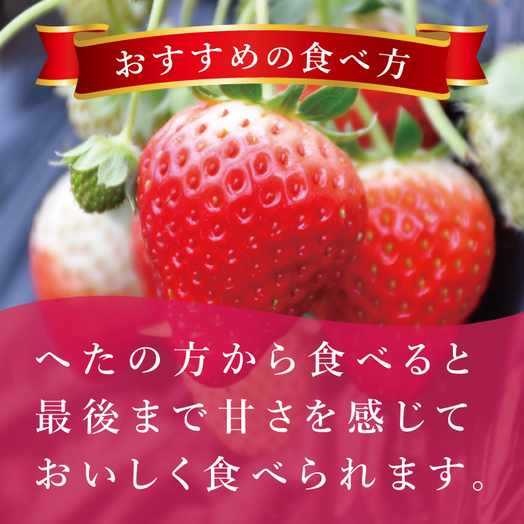 【先行予約12月下旬から発送】【茨城県共通返礼品/行方市産】JAなめがたしおさい直送「とちおとめ」1箱 (4パック入)【大粒 酸味 甘い 減農薬栽培 茨城県行方市】(96-01)