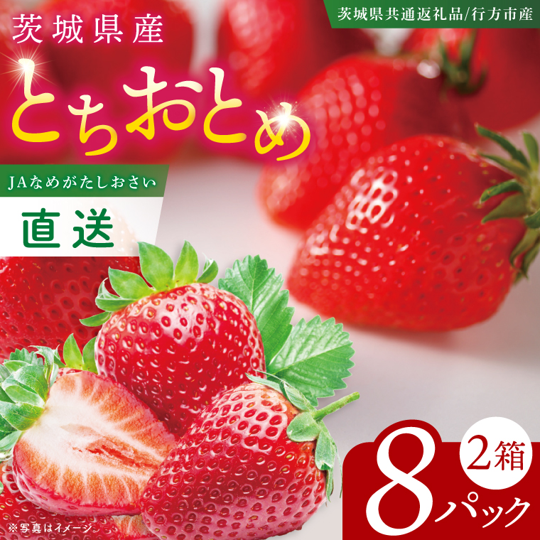 【先行予約12月下旬から発送】【茨城県共通返礼品/行方市産】JAなめがたしおさい直送「とちおとめ」2箱 (8パック入)【大粒 酸味 甘い 減農薬栽培 茨城県行方市】(96-02)
