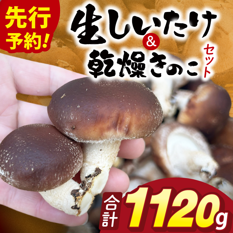 【先行予約】【10月発送】生しいたけ1kgと乾燥キノコセット｜椎茸 きくらげ キクラゲ しいたけパウダー（99-01）