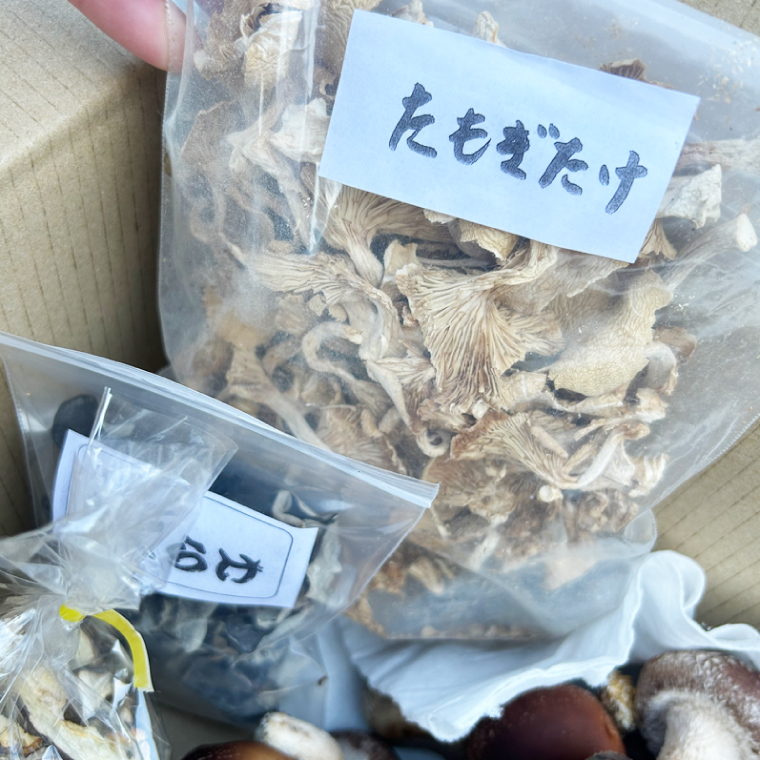 【先行予約】【10月発送】生しいたけ1kgと乾燥キノコセット｜椎茸 きくらげ キクラゲ しいたけパウダー（99-01）
