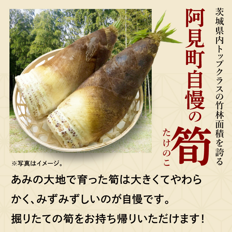 【2026年3月下旬より発送開始】『茨城県阿見町』1日2組限定 たけのこ狩り体験 3,000円券｜収穫体験 食育  農業体験 自然体験 旬 春限定 レジャー タケノコ 筍 季節イベント（23-02）