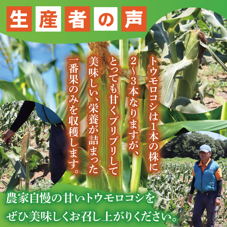 とうもろこし トウモロコシ 6本入 甘い フルーツコーン 朝採れ 茨城県産 阿見町 産地直送 限定 お取り寄せ 夏 春 旬 先行予約【2026年6月下旬より順次配送】（73-01）