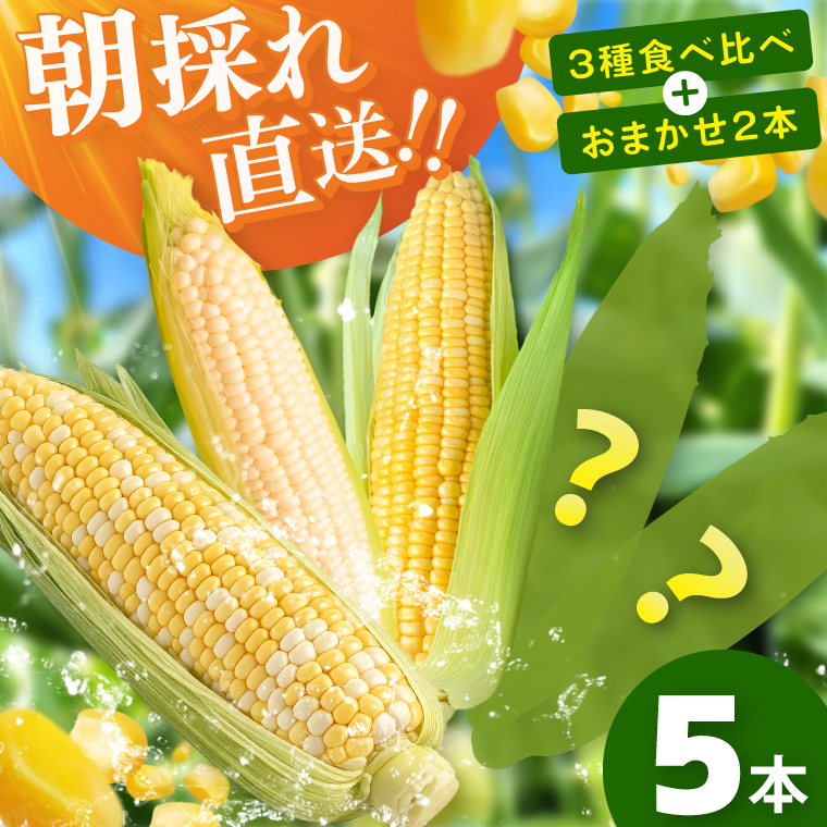 とうもろこし 朝採り 食べ比べ 5本 セット 先行予約 茨城県 阿見町産 産地直送 フルーツコーン トウモロコシ コーン 黄 白 ミックス おすすめ 甘い 新鮮 国産 夏 旬 野菜 お取り寄せ 【2026年6月発送】（73-03）
