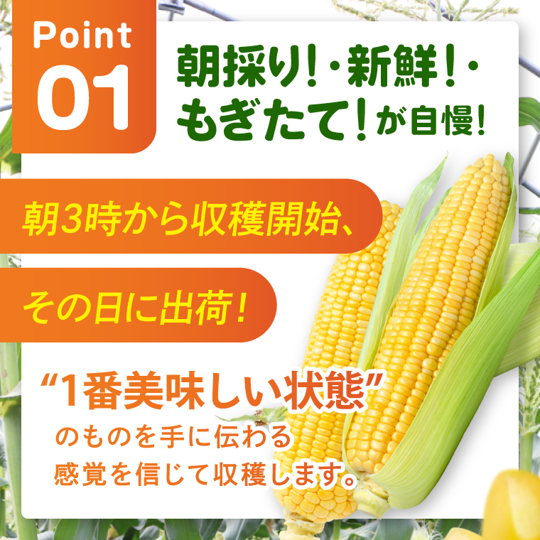 とうもろこし 朝採り 食べ比べ 5本 セット 先行予約 茨城県 阿見町産 産地直送 フルーツコーン トウモロコシ コーン 黄 白 ミックス おすすめ 甘い 新鮮 国産 夏 旬 野菜 お取り寄せ 【2026年6月発送】（73-03）