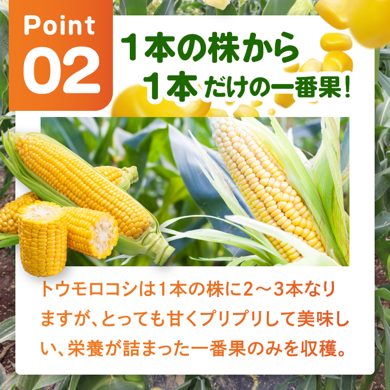 とうもろこし 朝採り 食べ比べ 5本 セット 先行予約 茨城県 阿見町産 産地直送 フルーツコーン トウモロコシ コーン 黄 白 ミックス おすすめ 甘い 新鮮 国産 夏 旬 野菜 お取り寄せ 【2026年6月発送】（73-03）