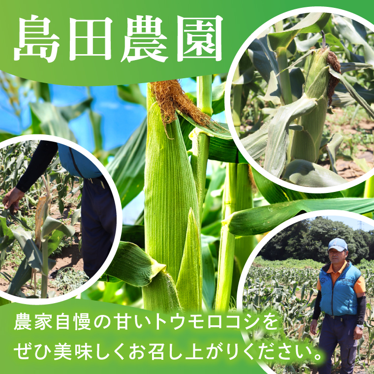 とうもろこし 朝採り 食べ比べ 5本 セット 先行予約 茨城県 阿見町産 産地直送 フルーツコーン トウモロコシ コーン 黄 白 ミックス おすすめ 甘い 新鮮 国産 夏 旬 野菜 お取り寄せ 【2026年6月発送】（73-03）