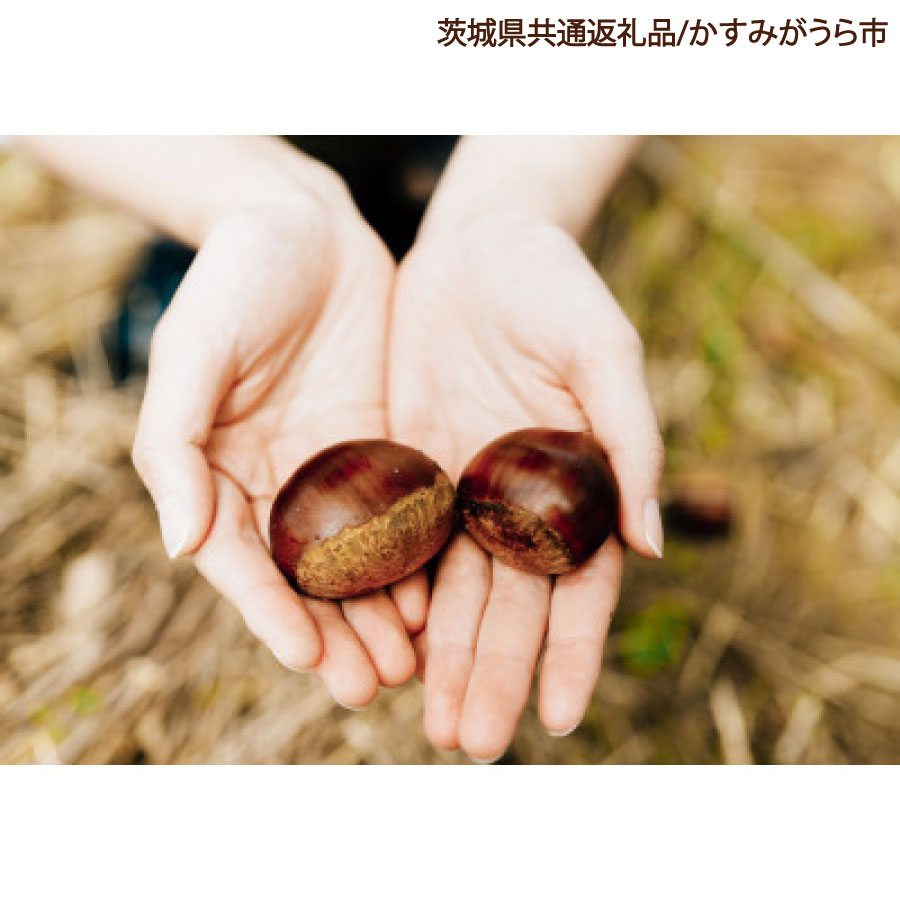 栗 くり 生栗 2kg 1箱 秋 旬 茨城県産 期間限定 数量限定 【茨城県共通返礼品/かすみがうら市】（107-05）