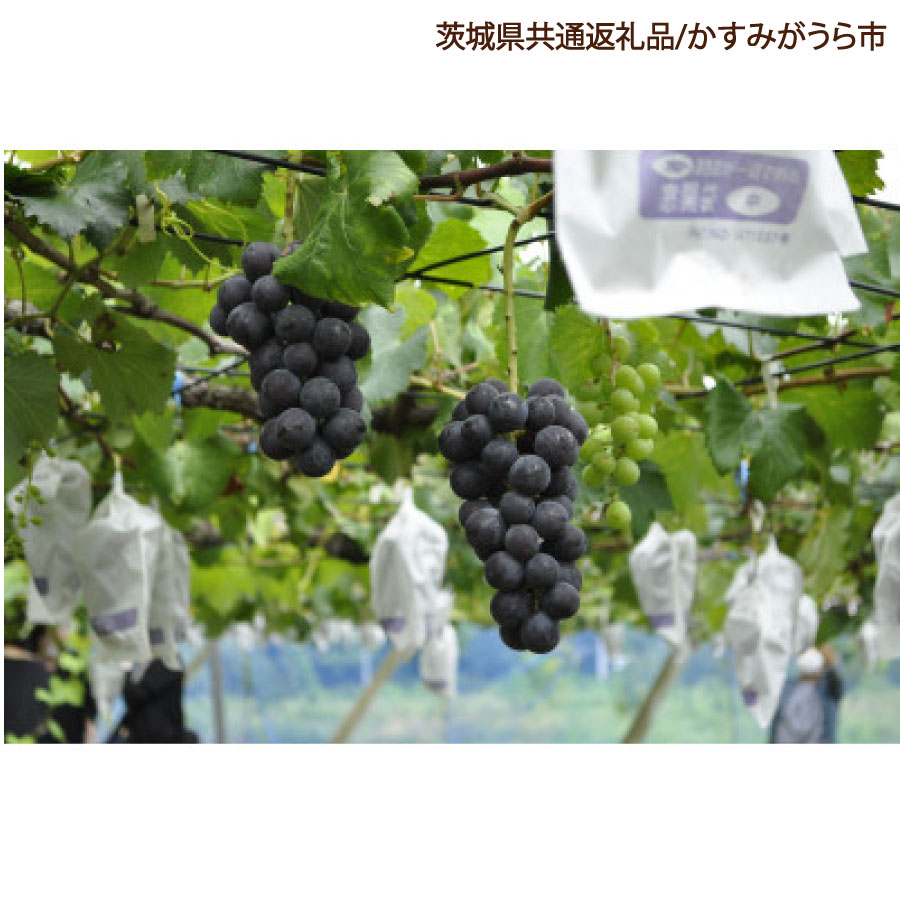 ぶどう 巨峰 葡萄 ブドウ 果物 フルーツ くだもの 2kg 1箱 秋 旬 果汁 甘み 大粒 茨城県産 期間限定 数量限定 【茨城県共通返礼品/かすみがうら市】（107-06）