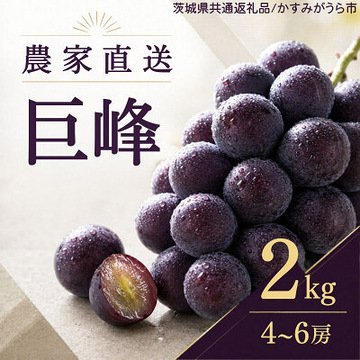 ぶどう 巨峰 葡萄 ブドウ 果物 フルーツ くだもの 2kg 1箱 秋 旬 果汁 甘み 大粒 茨城県産 期間限定 数量限定 【茨城県共通返礼品/かすみがうら市】（107-06）
