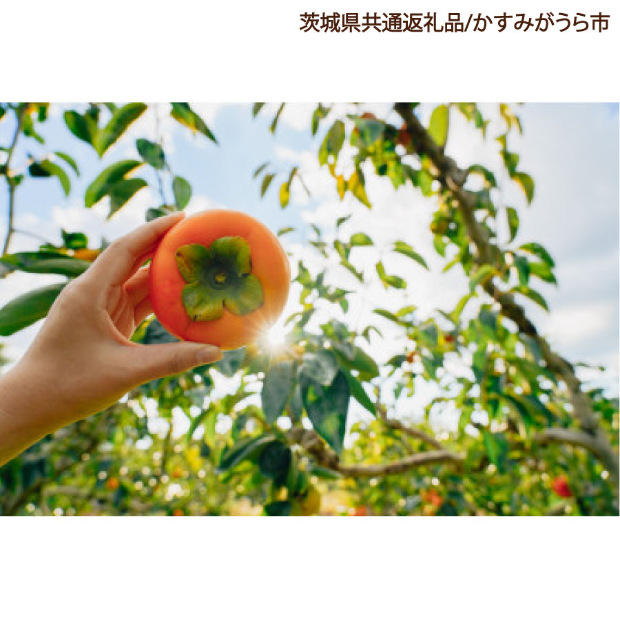 柿 3.5kg 果物 フルーツ くだもの 1箱 かき カキ 秋 旬 果汁 甘み 大粒 茨城県産 期間限定 数量限定 【茨城県共通返礼品/かすみがうら市】（107-07）