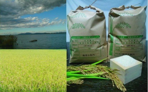 茨城県阿見町産「霞ヶ浦のおいしいお米」ミルキークイーン10kg