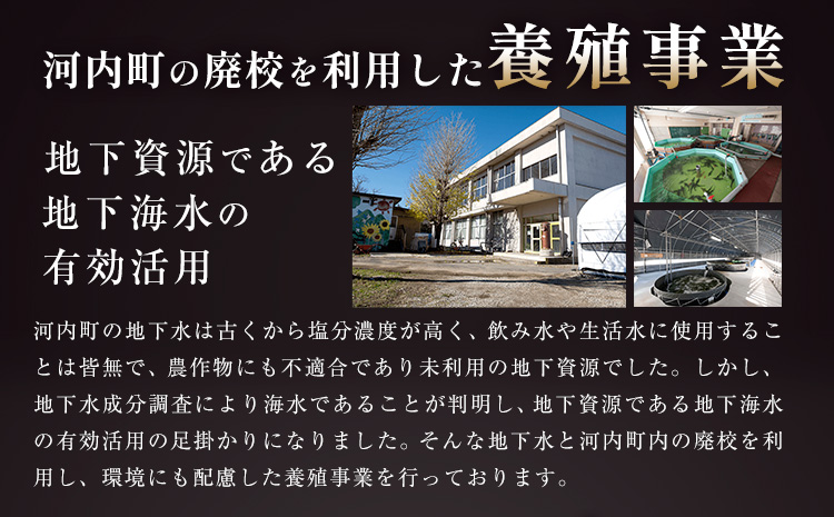 キャビア 純国産キャビア Voeu-Pense 2個 《12月中旬頃出荷》キャビアフィッシュカンパニー 高級 チョウザメ クラッカー バゲット パスタ 茨城県 河内町