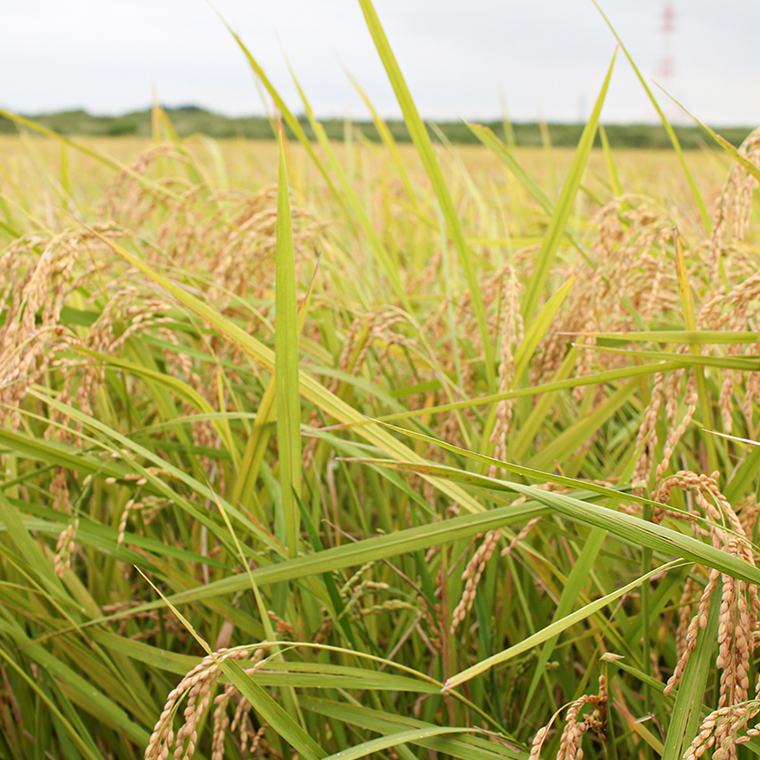 令和7年産 茨城県産 いのちの壱 5kg 玄米 米 こめ コメ 茨城県 国産 いばらき 単一米 単一原料米 大粒 農家直送 [BG014ya]