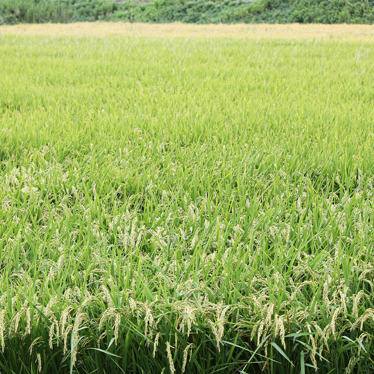 令和7年産 茨城県産 いのちの壱 5kg 玄米 米 こめ コメ 茨城県 国産 いばらき 単一米 単一原料米 大粒 農家直送 [BG014ya]