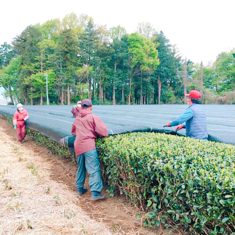 【7月より発送開始】 ＜ お中元 熨斗付き ＞ 毎日飲みたい！ 荒茶づくり お徳用 250g × 4本 御中元 贈答 ギフト ふるさと納税 [AE028ya]