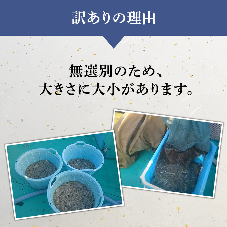 【先行予約 2026年5月発送予定】【凍眠】 冷凍 生しらす 約1kg 【訳あり】 しらす シラス 生シラス 新鮮 天然 小分け 魚介 海鮮 国産 刺身 真空 パック 訳あり 凍眠 [AU038ya]