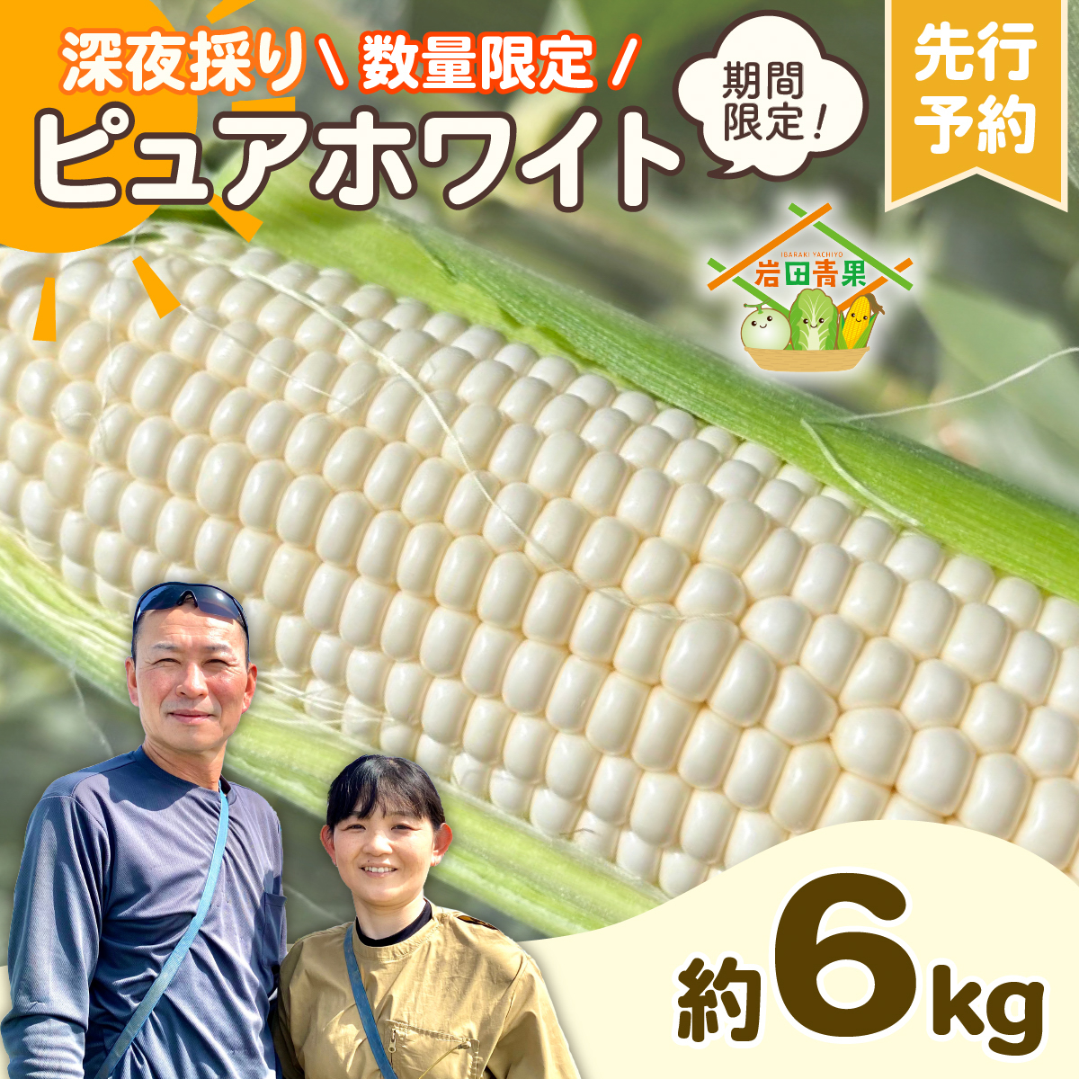 【先行予約 2026年6月下旬以降発送 】 【 令和8年産 】 深夜採り 朝出荷 白い とうもろこし ピュアホワイト 約 6kg トウモロコシ 期間限定 甘い 生食 [AX028ya]