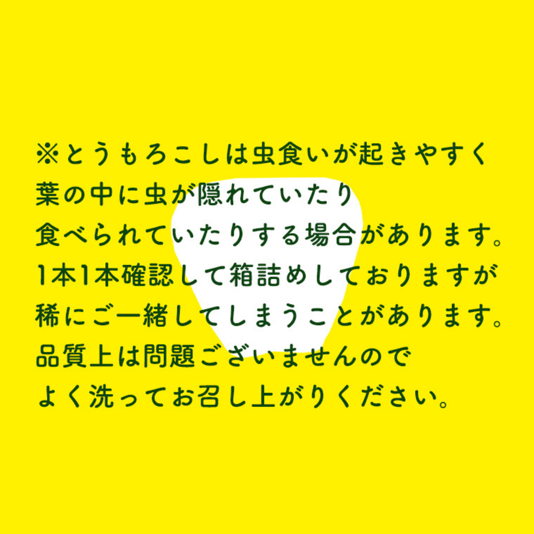 【 先行予約 7月上旬 発送】【 令和7年産 】 朝採り 白い とうもろこし ピュアホワイト 約 6kg トウモロコシ 期間限定 甘い 生食 [AX028ya] 