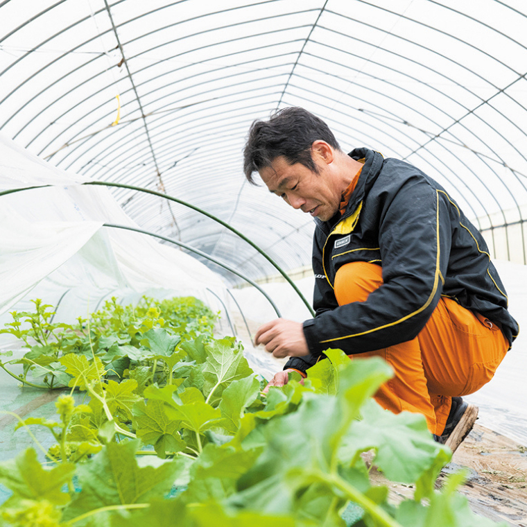 【 先行予約 6月中旬以降発送 】 令和6年産 タカミ メロン 1箱 秀品 3～4玉入り 期間限定 産地直送 果物 フルーツ メロン 青肉 甘い [AV008ya]