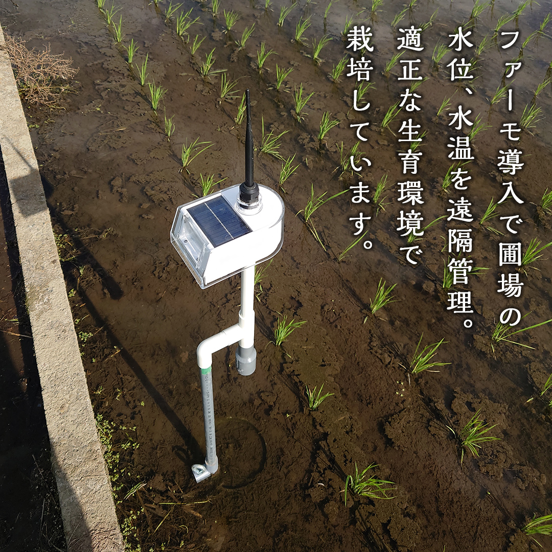 令和7年産 茨城県産 ミルキークイーン 10kg 精米 米 こめ コメ 農家 直送 こだわり お米 おこめ 茨城 [BG012ya]