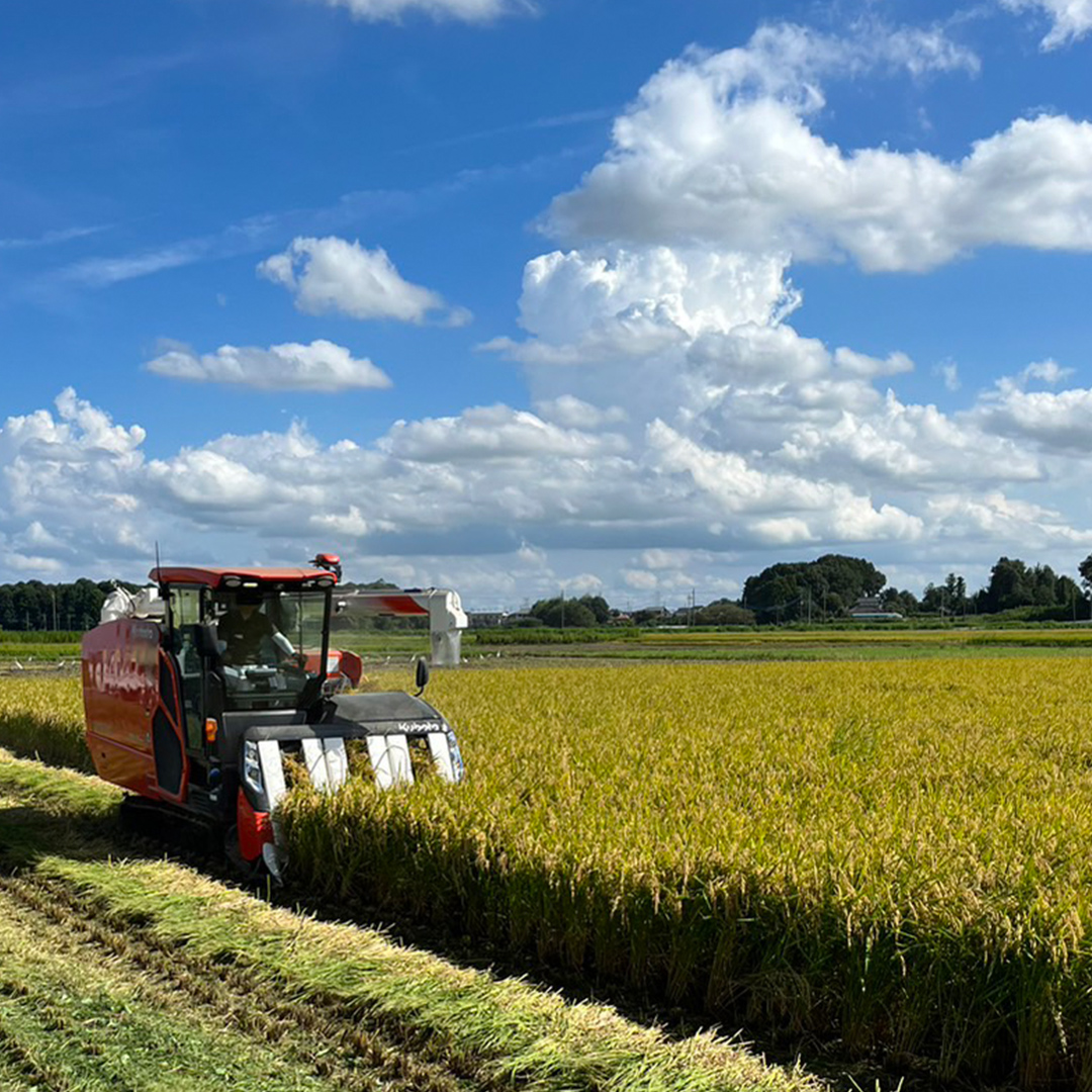 令和7年産 茨城県産 ミルキークイーン 10kg 精米 米 こめ コメ 農家 直送 こだわり お米 おこめ 茨城 [BG012ya]