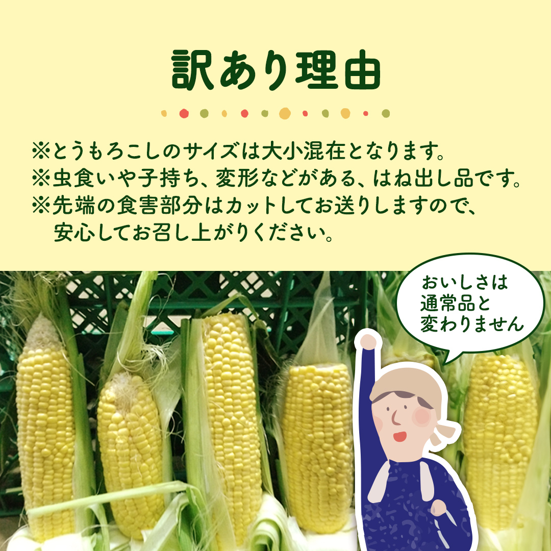 【 先行予約 2025年 6月下旬 以降発送】【 令和7年産 】【 訳あり 】 朝採り とうもろこし （ ゴールドラッシュ ） 約 6kg トウモロコシ スイートコーン コーン 野菜 産地直送 期間限定 岩田さん 昼めし旅 [AX021ya]