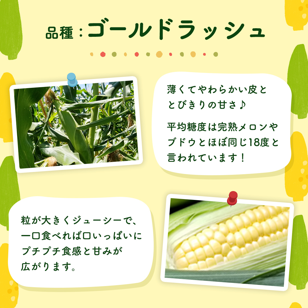 【 先行予約 2025年 6月下旬 以降発送】【 令和7年産 】【 訳あり 】 朝採り とうもろこし （ ゴールドラッシュ ） 約 6kg トウモロコシ スイートコーン コーン 野菜 産地直送 期間限定 岩田さん 昼めし旅 [AX021ya]