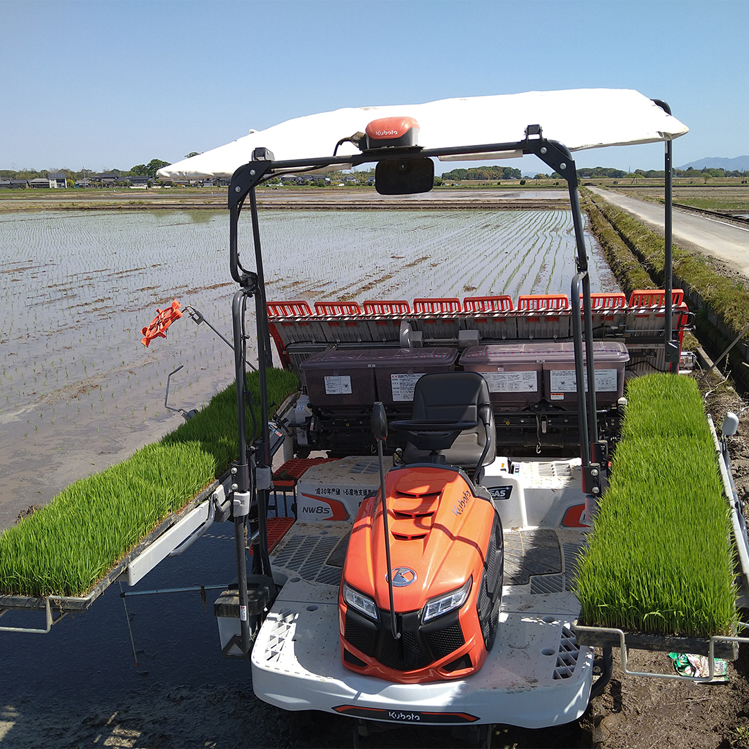 令和7年産 茨城県産 ミルキークイーン 10kg 玄米 米 こめ コメ 農家 直送 こだわり お米 おこめ 茨城 [BG011ya]