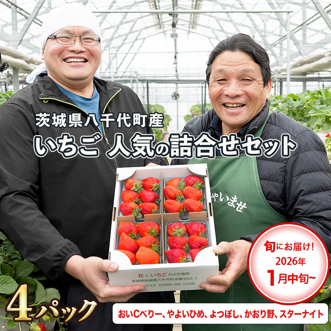 【 先行予約 2026年1月中旬以降発送 】 数量限定 農家直送 ♪ 八千代町産 いちご ボリュームパック （ 4パック ） 人気 の 詰め合わせ セット イチゴ 苺 季節限定 茨城県 フルーツ 果物 食べ比べ セット [AJ002ya]