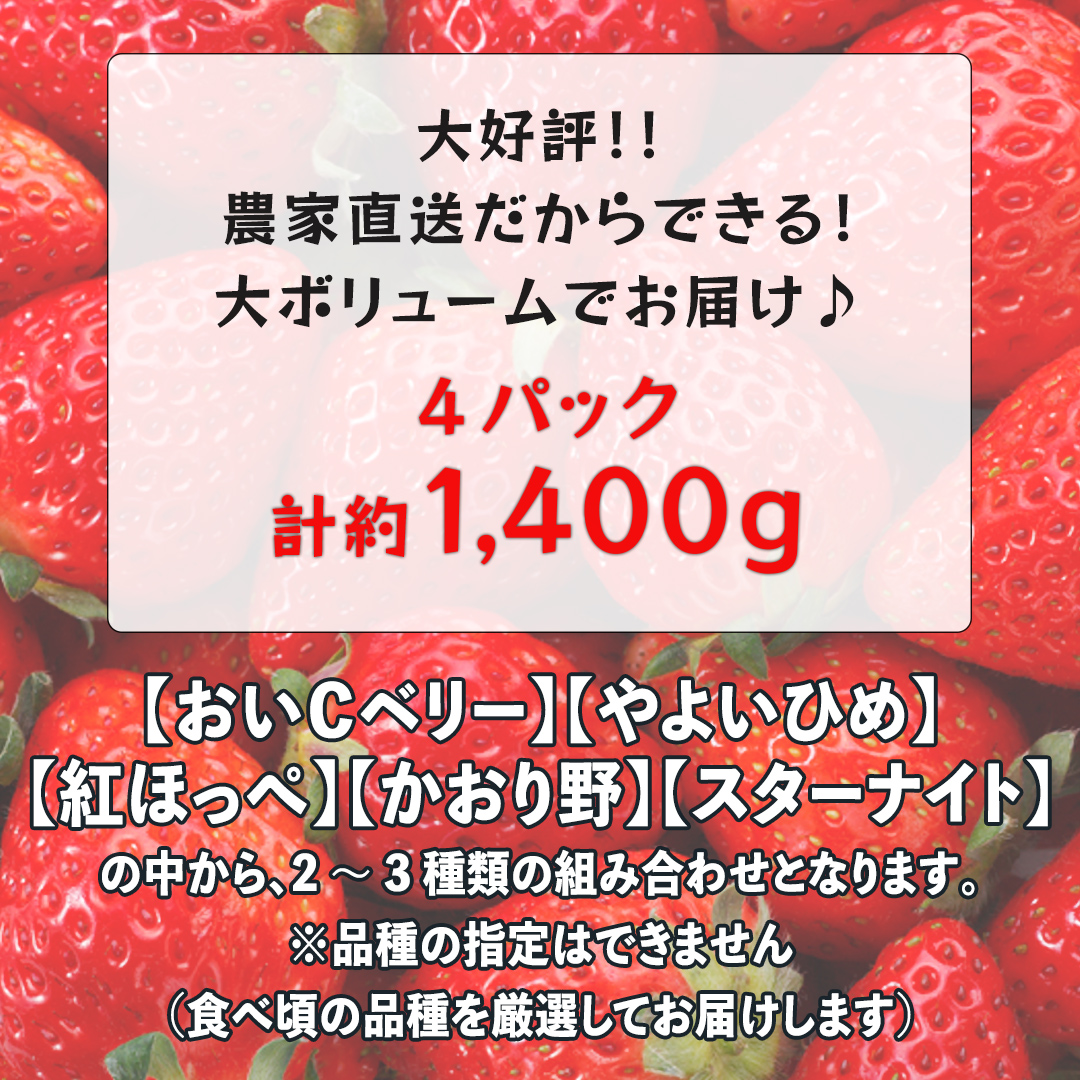 【 先行予約 2025年1月中旬以降発送 】 数量限定 農家直送 ♪ 八千代町産 いちご ボリュームパック （ 4パック 計約 1400g ） 人気 の 詰め合わせ セット イチゴ 苺 季節限定 茨城県 フルーツ 果物 食べ比べ セット スムージー ケーキ [AJ002ya]