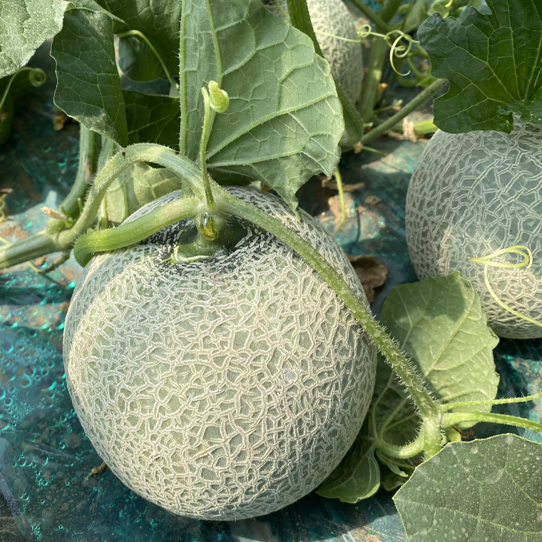 筑波レッドメロン 1箱 3玉 ～ 4玉 入り（ 約 5kg ～ 6kg ）【2026年6月上旬以降発送】 赤肉　数量限定 メロン レッド 赤肉 甘い 期間限定 産地直送 果物 フルーツ [BU002ya]