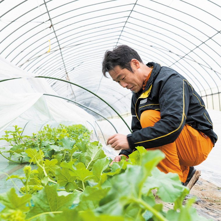 【 先行予約 6月中旬以降発送 】 令和5年産 ビレンス メロン 約2kg 1箱 2玉入り めろん 期間限定 産地直送 果物 フルーツ 青肉 甘い 新鮮 希少 ギフト [AV007ya]