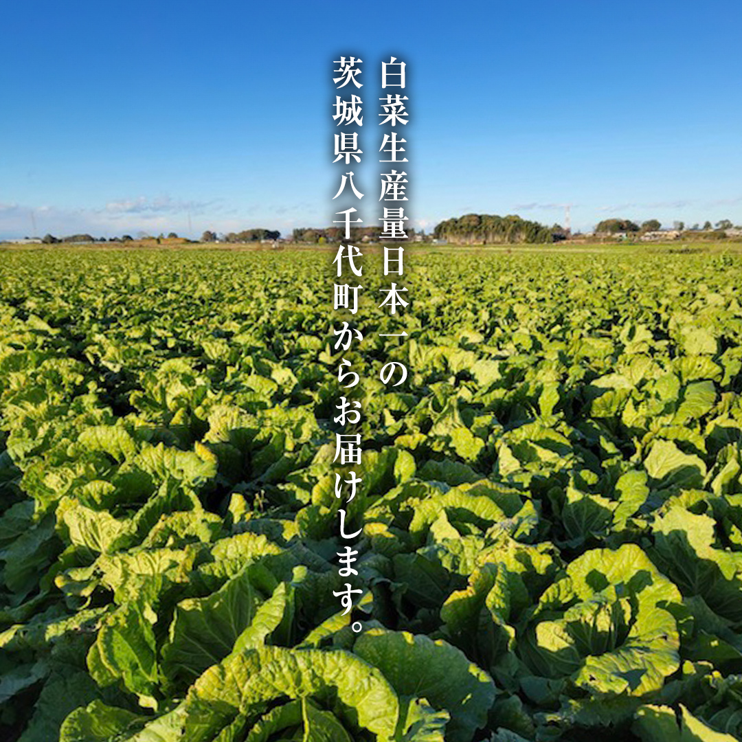 【2024年11月上旬より発送開始】 茨城県 八千代町産 白菜 はくさい 1箱 （ 4玉 ） 10kg 以上 生産量 日本一 農家直送 期間限定 ハクサイ 鍋 冬野菜 野菜 やさい 旬 ふるさと納税 6000円 八千代町 茨城 [AV009ya]