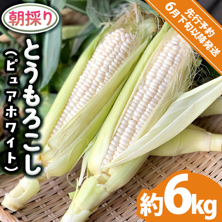 【 先行予約 2026年6月下旬以降発送】【 令和8年産 】 朝採り とうもろこし （ ピュアホワイト ） 約 6kg トウモロコシ スイートコーン 野菜 産地直送 期間限定 [AX060ya]