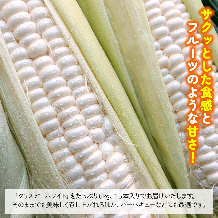 【 先行予約 2025年 6月下旬 以降発送】【 令和7年産 】 朝採り とうもろこし （ クリスピーホワイト ） 約 6kg トウモロコシ スイートコーン 野菜 産地直送 期間限定 [AX018ya]