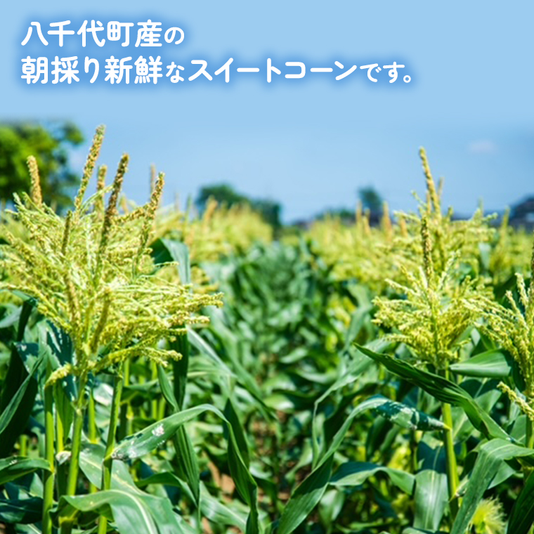 【 先行予約 2025年 6月下旬 以降発送】【 令和7年産 】 朝採り とうもろこし （ クリスピーホワイト ） 約 6kg トウモロコシ スイートコーン 野菜 産地直送 期間限定 [AX018ya]