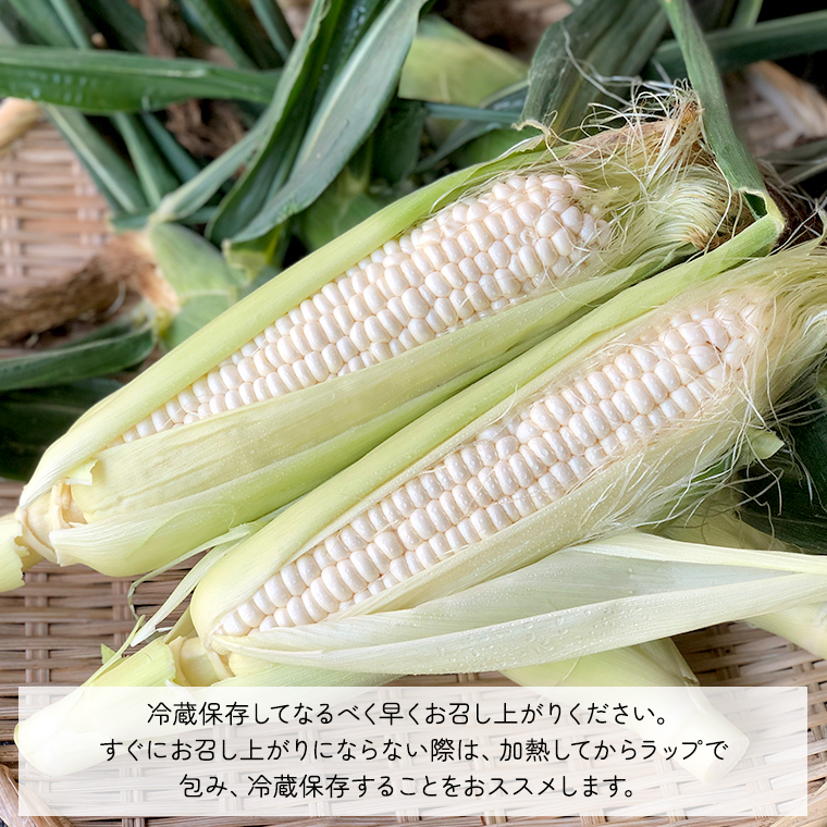 【 先行予約 2025年 6月下旬 以降発送】【 令和7年産 】 朝採り とうもろこし （ クリスピーホワイト ） 約 6kg トウモロコシ スイートコーン 野菜 産地直送 期間限定 [AX018ya]