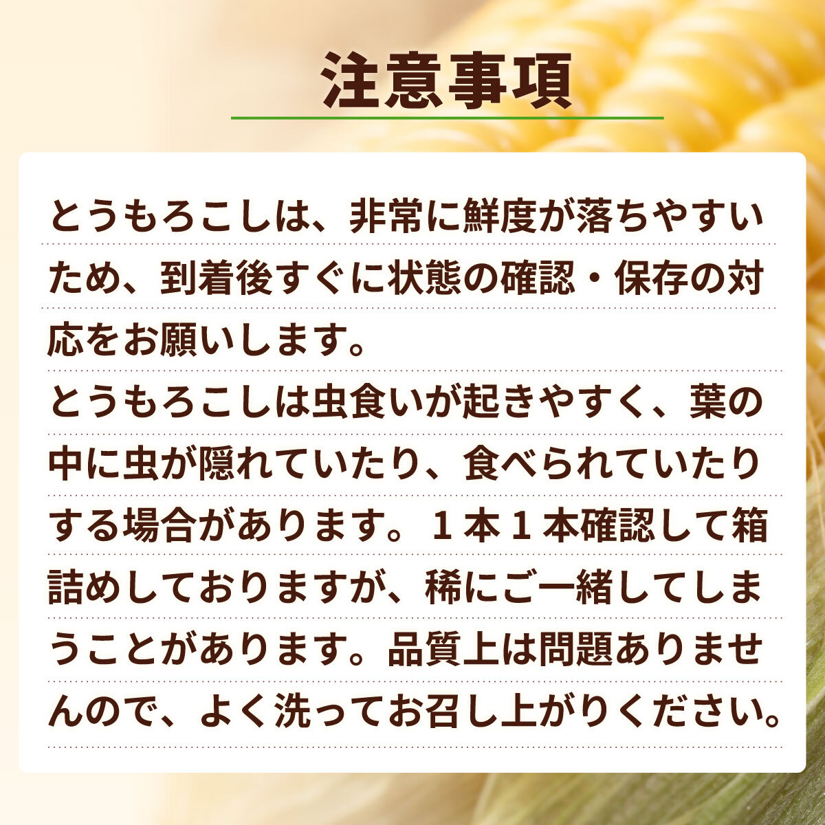 【先行予約 2026年6月中旬以降発送 】 【 令和8年産 】 深夜採り 朝出荷 とうもろこし （ ゴールドラッシュ ） 約 6kg トウモロコシ スイートコーン コーン 野菜 産地直送 期間限定 極甘 岩田さん 昼めし旅 [AX019ya]